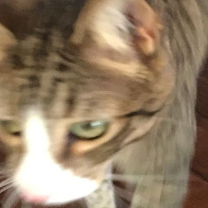 Meet your Posher, Alexa